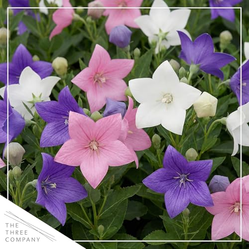 Live Balloon Flower Platycodon 2-Pack &amp;ndash; Blue and Pink Assorted &amp;ndash; Summer Blooming Perennial, Sun Garden Plant, 10&amp;rdquo; Tall, 1 Qt Pot