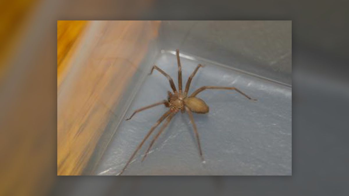 Brown recluse spiders: Facts, bites & symptoms | Live Science