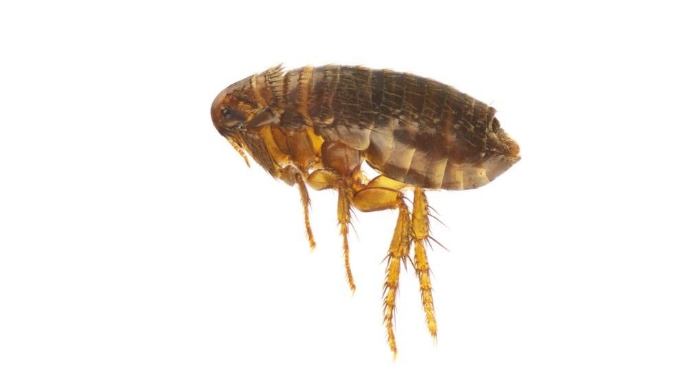 A microscope image of a flea on a white background