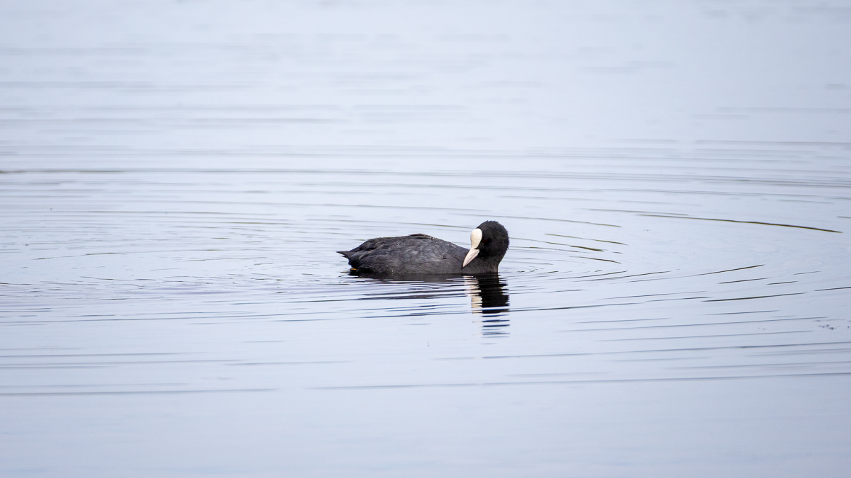 Eurasian Coot swimming on water