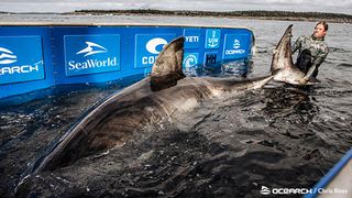 This huge great white shark, named Nukumi, is probably about 50 years old. She was discovered off the coast of Nova Scotia.