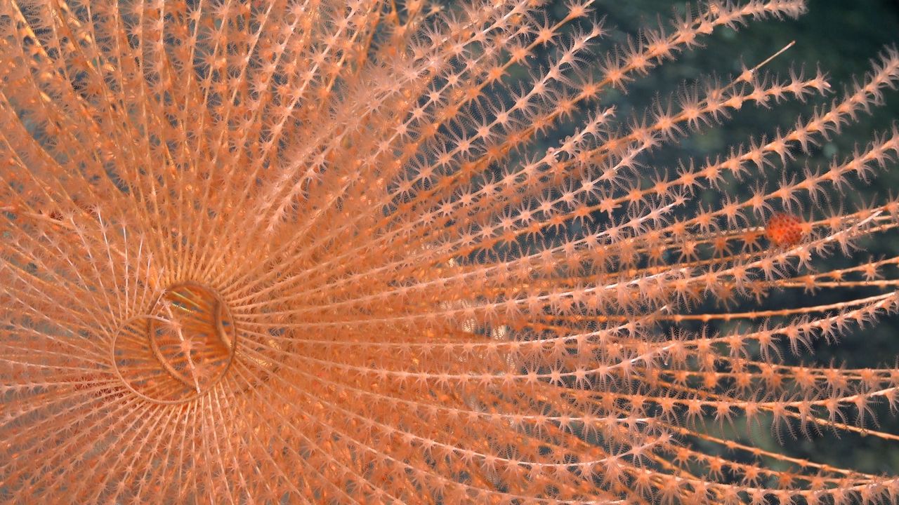 A fan-like coral with stripy fronds