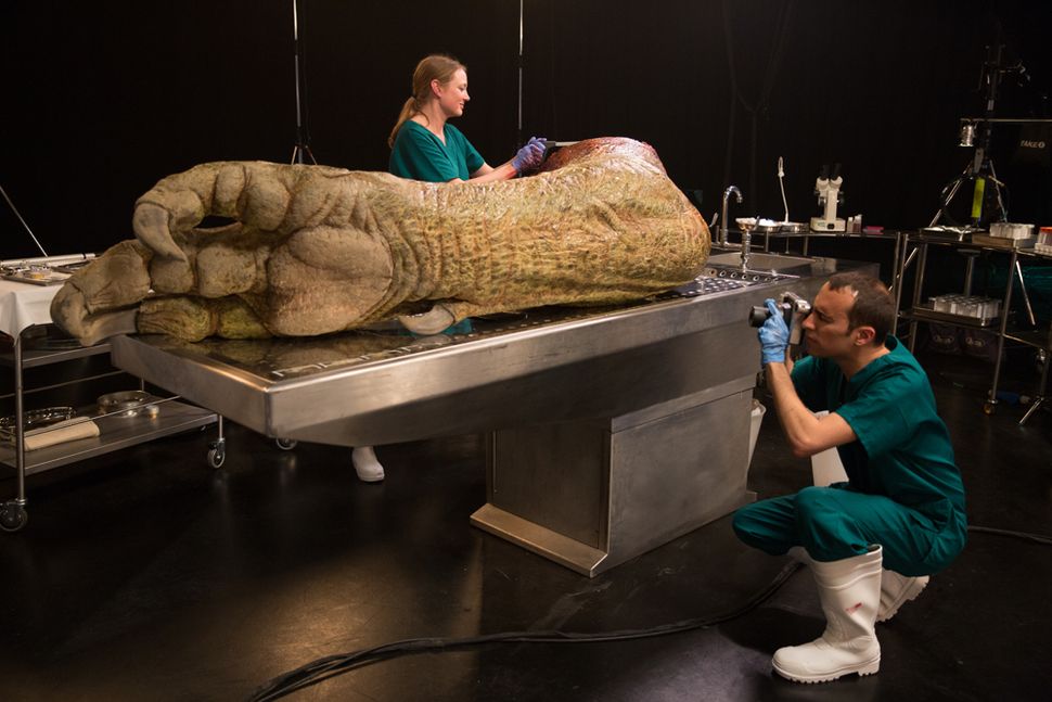 Gory Guts: Photos of a T. Rex Autopsy | Live Science