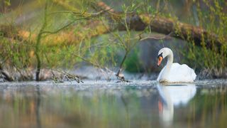 RSPCA Young Photographer Awards