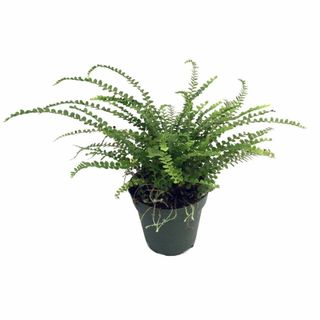 Lemon Button Fern