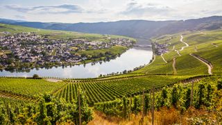 river and vineyard in Mosel, Germany