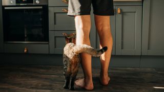 Cat rubbing its body on a person's leg in the kitchen