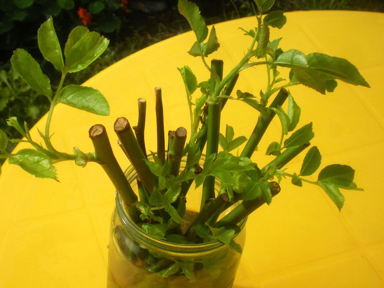 Plants Propagating In A Jar Of Water