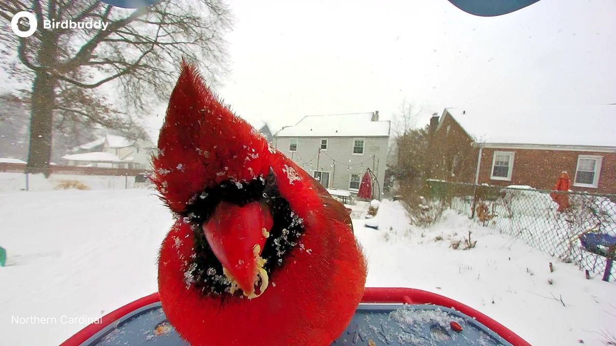 Photos of birds taken with the BirdBuddy Home