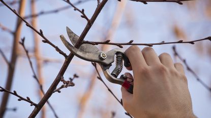 Pruning a fruit tree - Cutting Branches in spring.