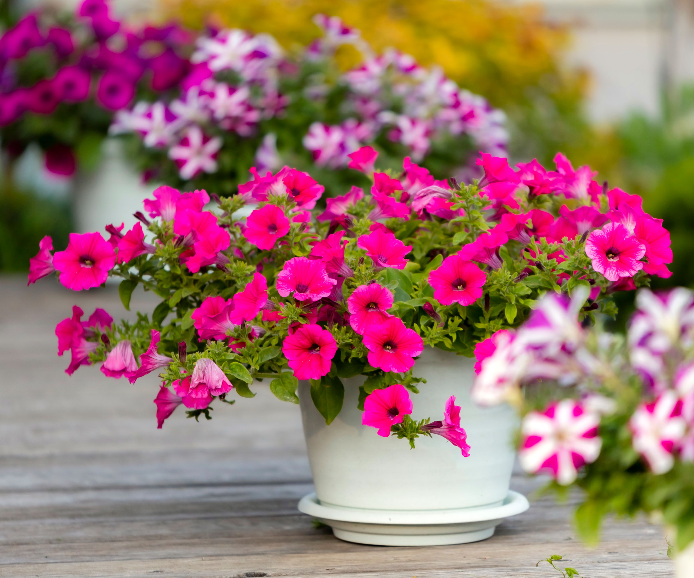 pink calibrachoa plant in white container