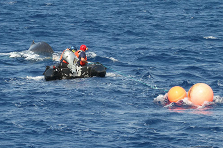 Humpback Whale Rescue Photos | Whale Pictures | Live Science