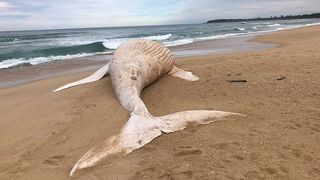 Experts say the white whale is not an albino, but likely has leucism.