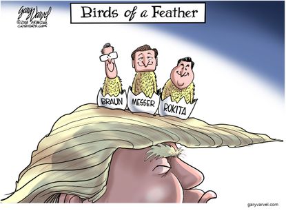 Political cartoon U.S. Trump Braun Messer Rokita Indiana GOP senate race