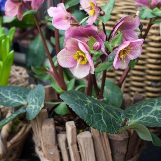 flowering pink hellebore flowers Helleborus orientalis in wooden pot