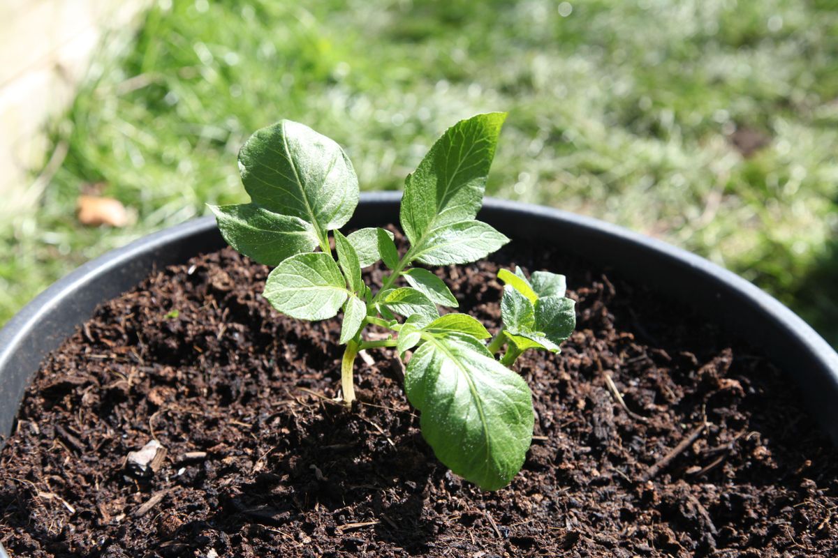 Comment faire pousser des pommes de terre en pot 