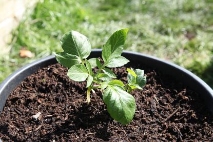Potato plant growing in a large tub