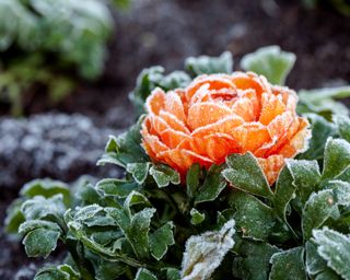Close-up of a pink ranunculus on a cold frosty morning