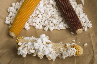 A photo of popcorn being popped on the cob