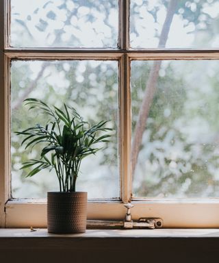 A window with a plant in front of it
