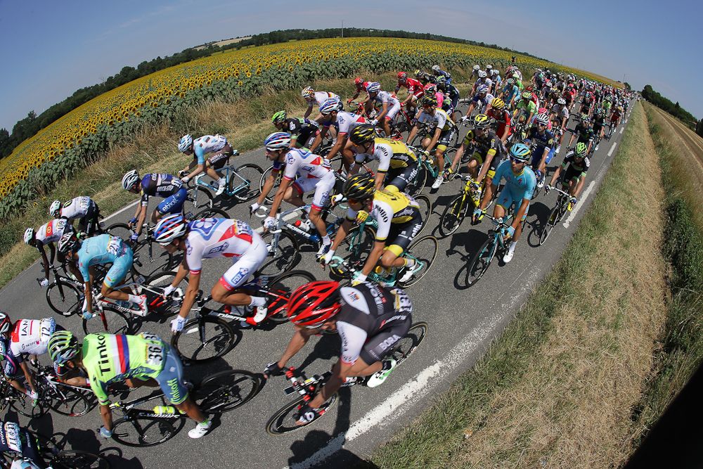 The peloton passes a sunflower field in this classic Tour de France image