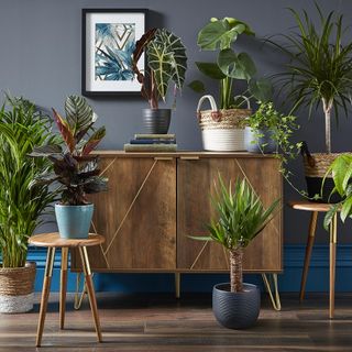 room with wooden flooring and grey wall with plant pot on wooden cabinet and stools