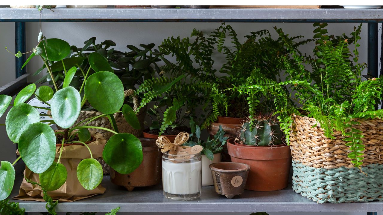 Potted houseplants including ferns, Chinese money plant and cactus on potting bench shelf