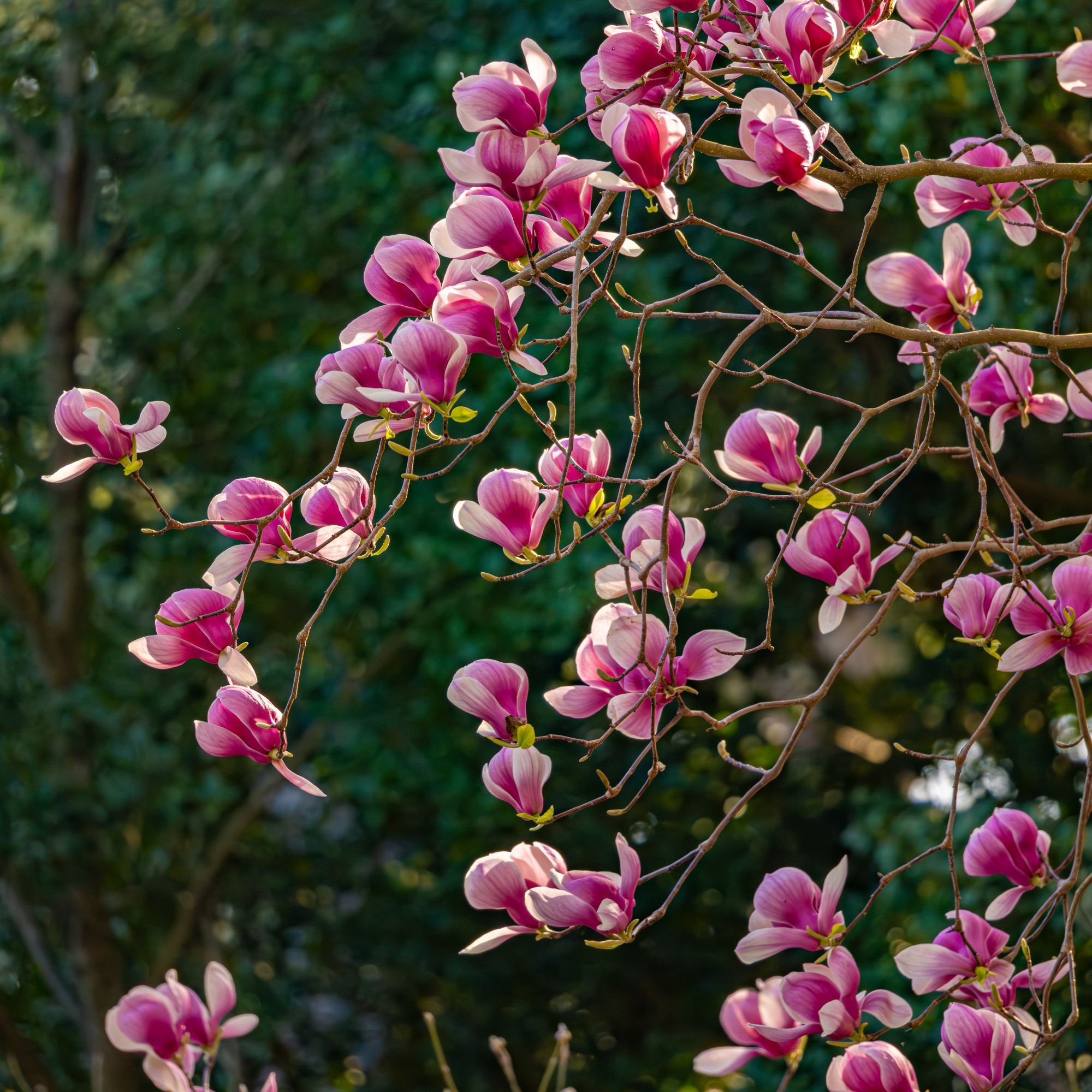 magnolia tree in bloom
