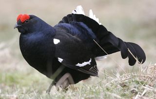 black grouse