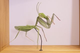 Mantis model on wooden shelf