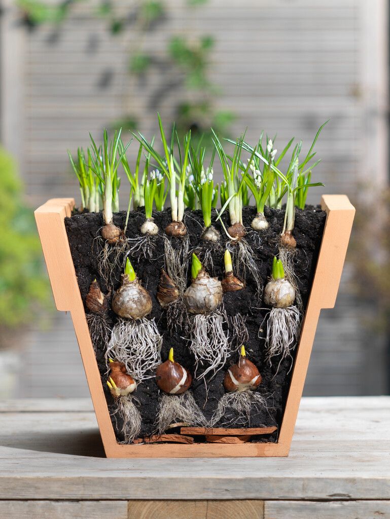 How to plant a bulb lasagne for layers of spring colour | GardeningEtc