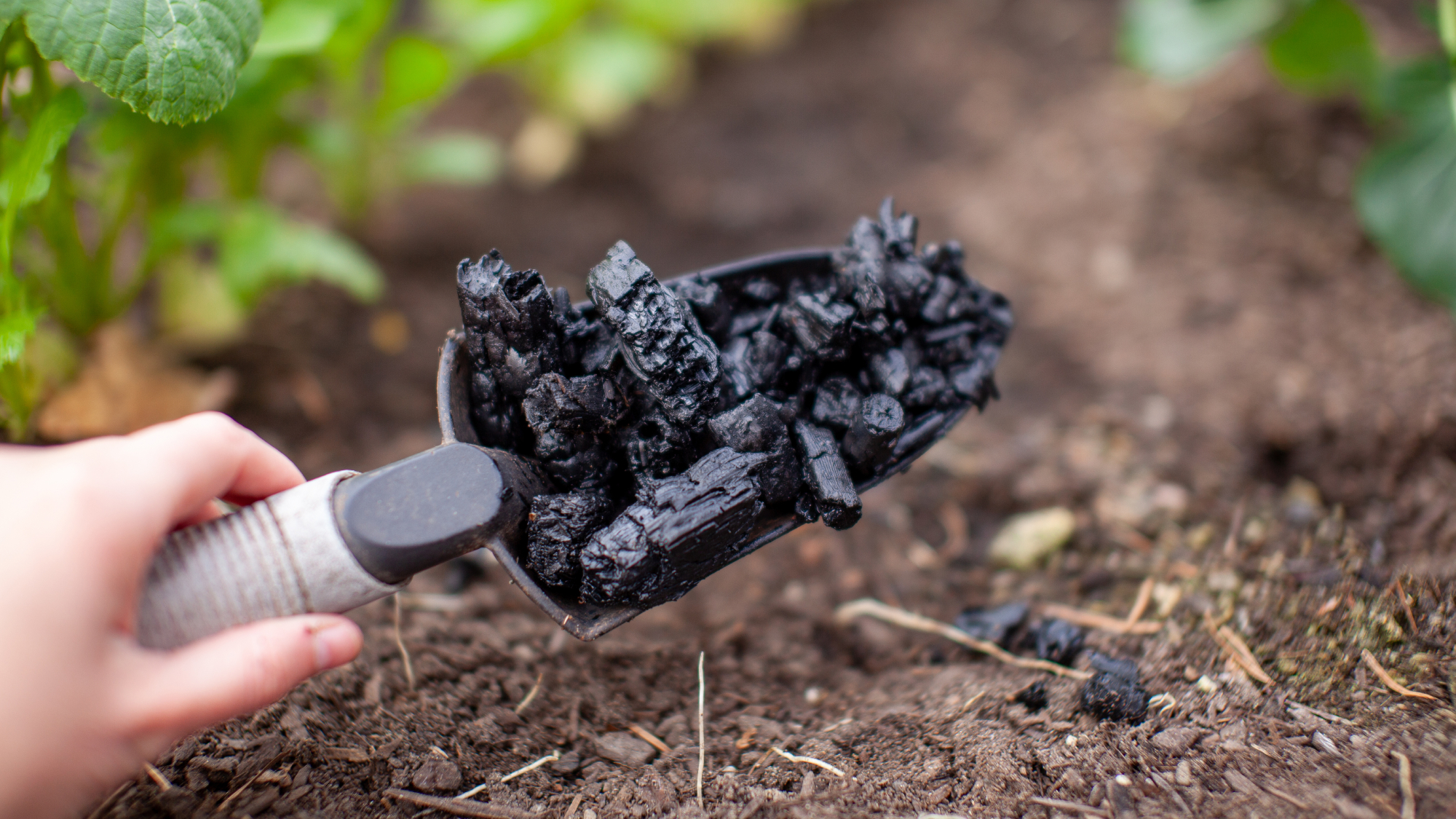 hand holding trowel full of biochar
