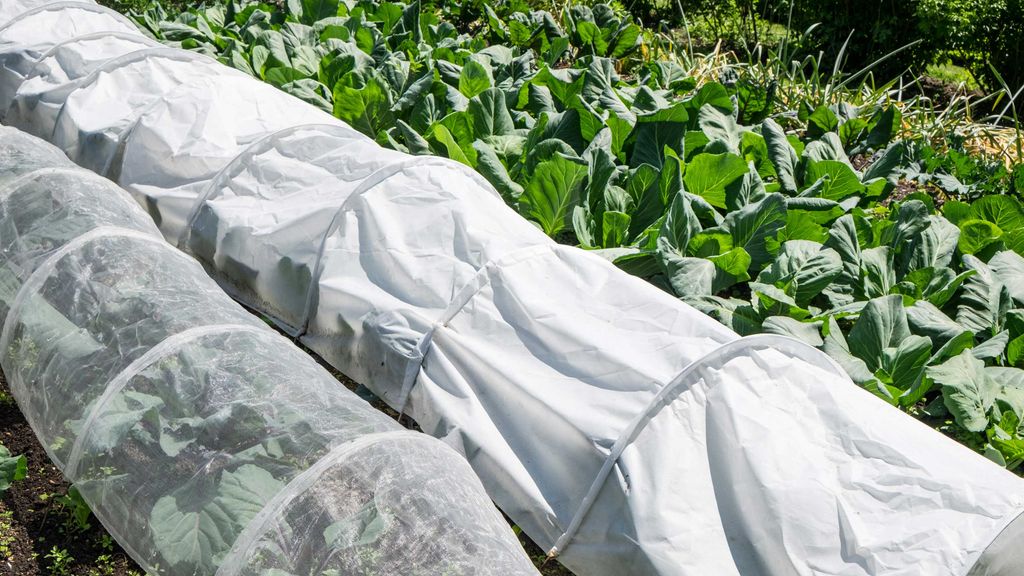 What is a frost cloth for plants and how do you use it? Gardeningetc