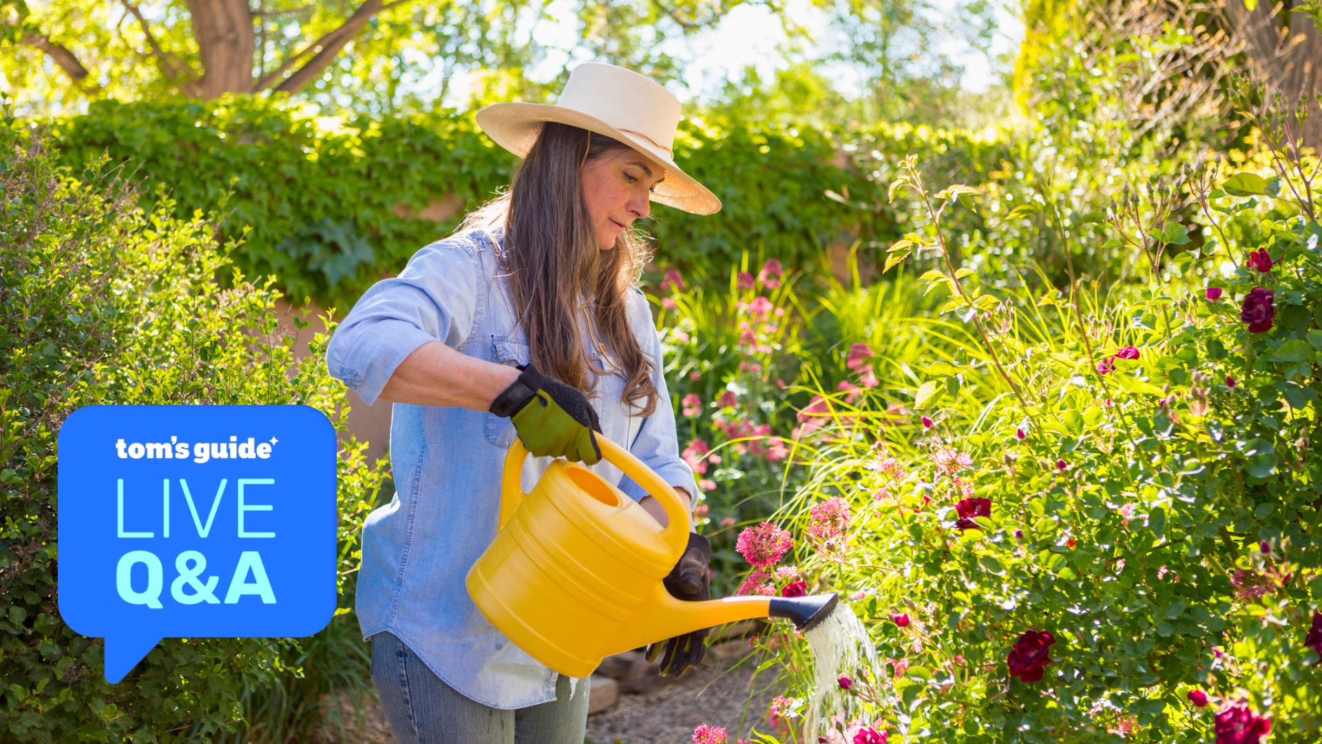 A woman watering her garden in summer, with a 'Tom's Guide Live Q&amp;A' graphic overlaid