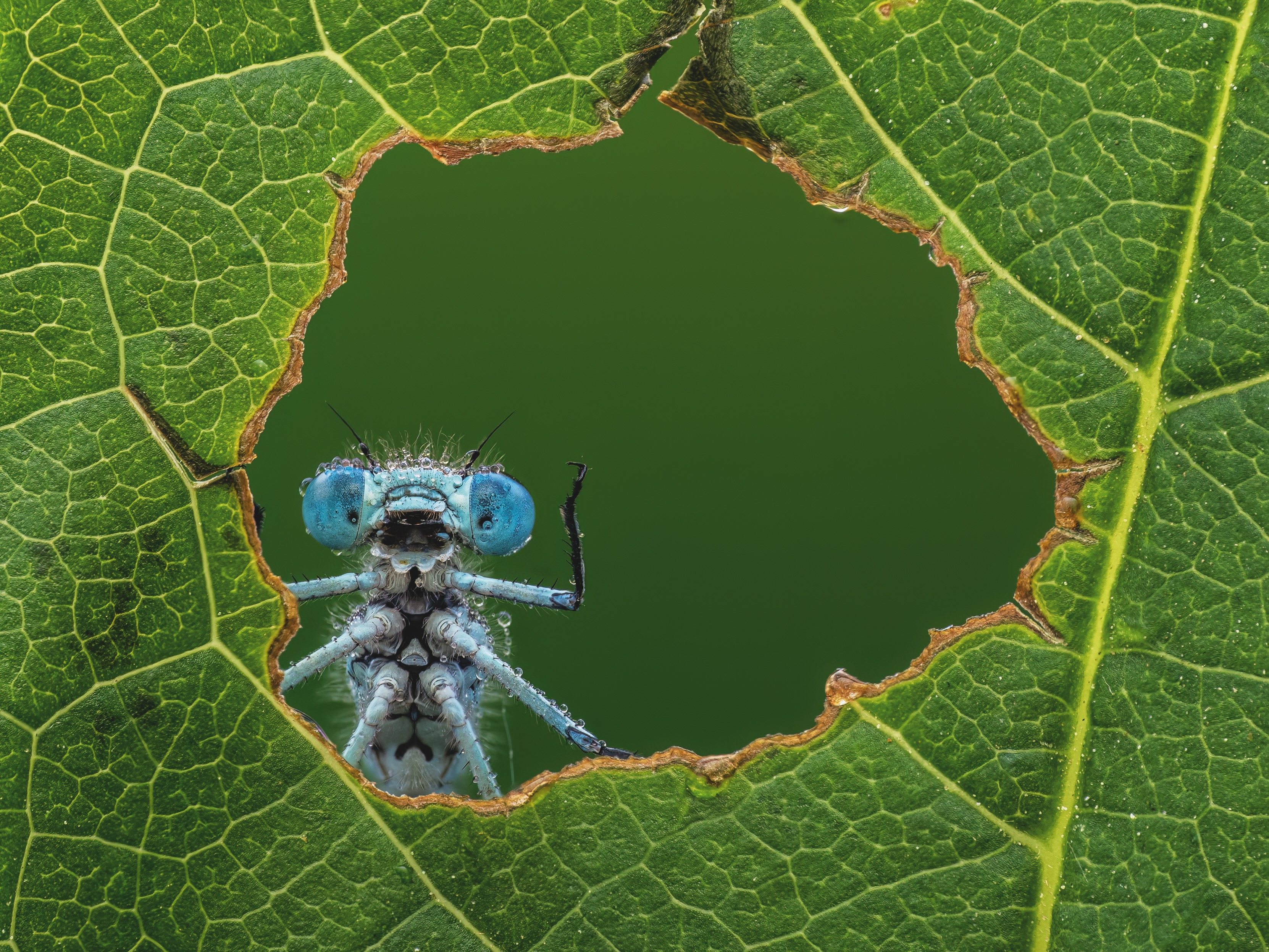 A bug has eaten a hole through a leaf and is posing in the frame