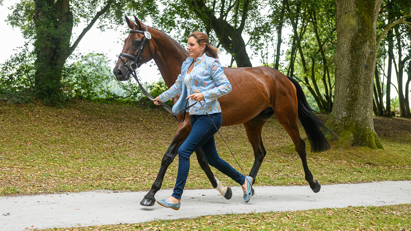 Bicton Horse Trials first trot-up: Piggy March and Vanir Kamira