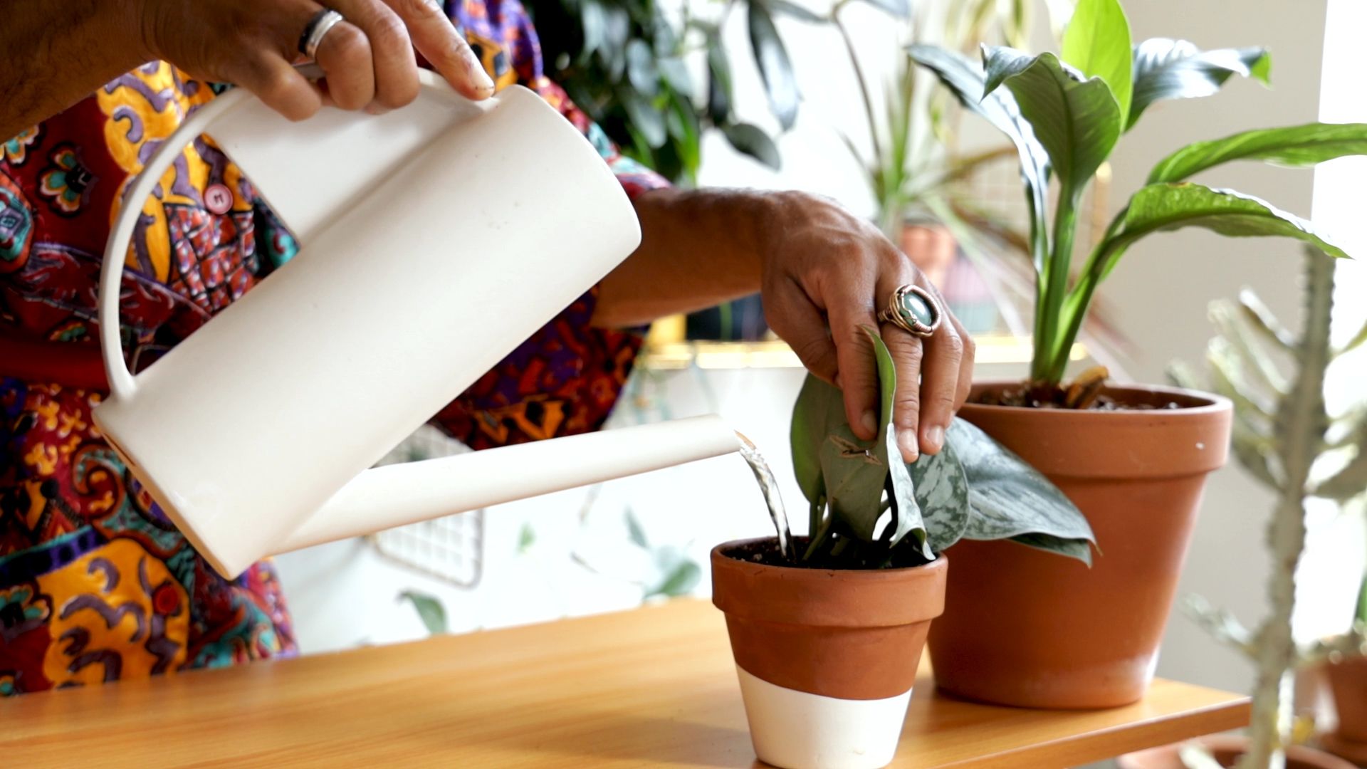 Help indoor plants thrive this fall with 4 tips from the Plant Kween ...