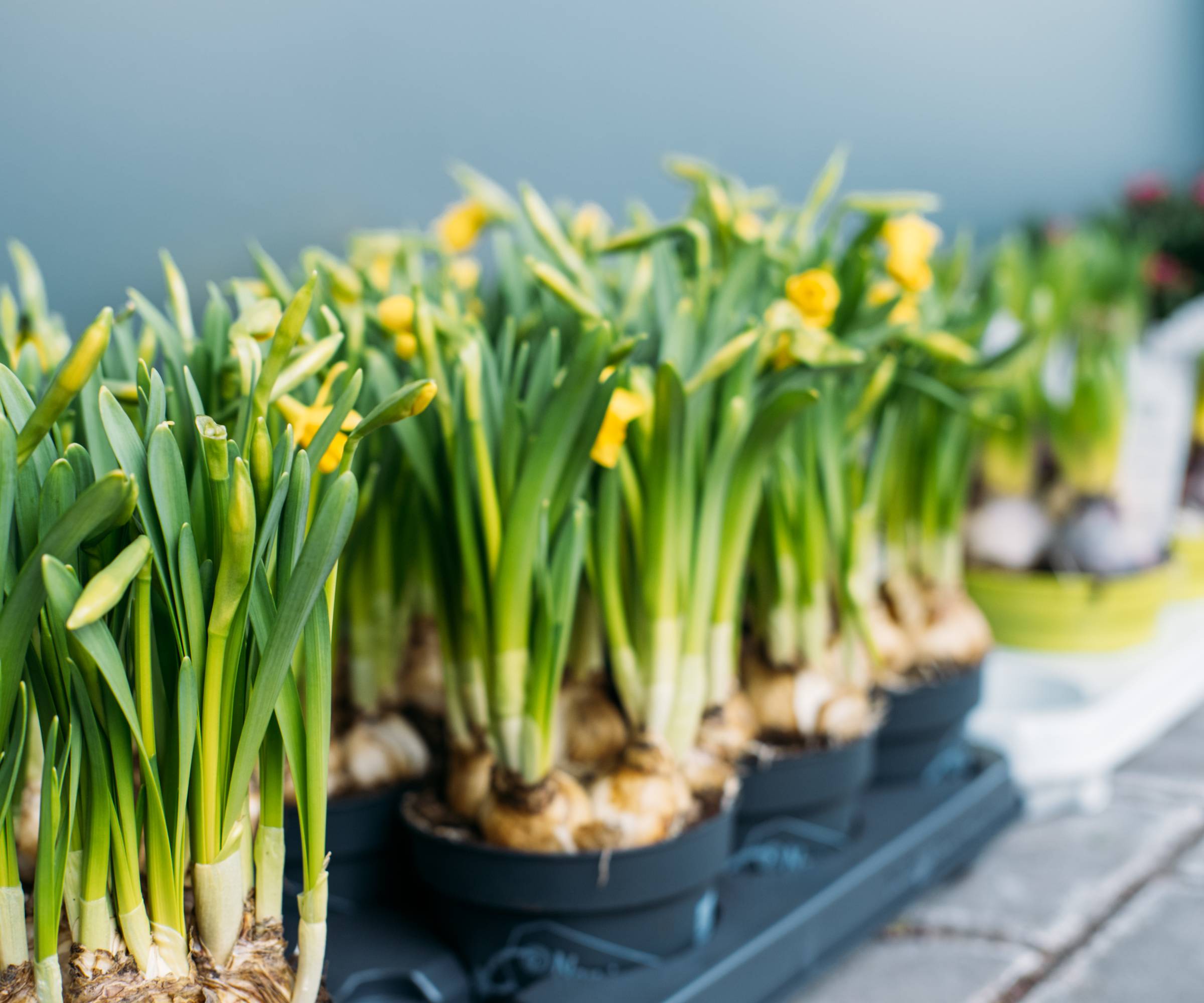 Many small pots of forced blooming daffodil bulbs