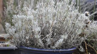 Potted Lavender after a frosty night