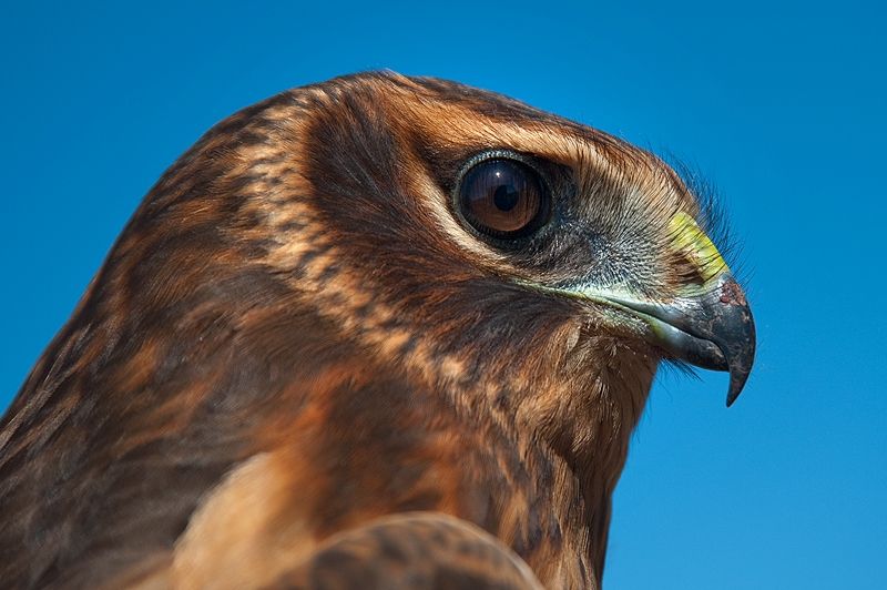 Northern Harrier hawk