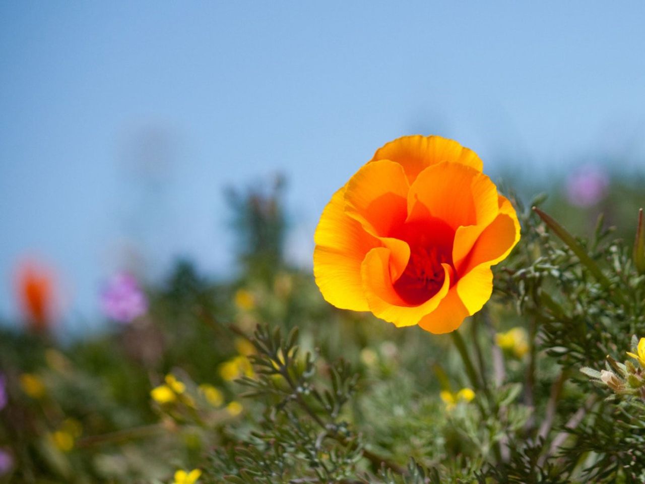 Orange Annual Flower