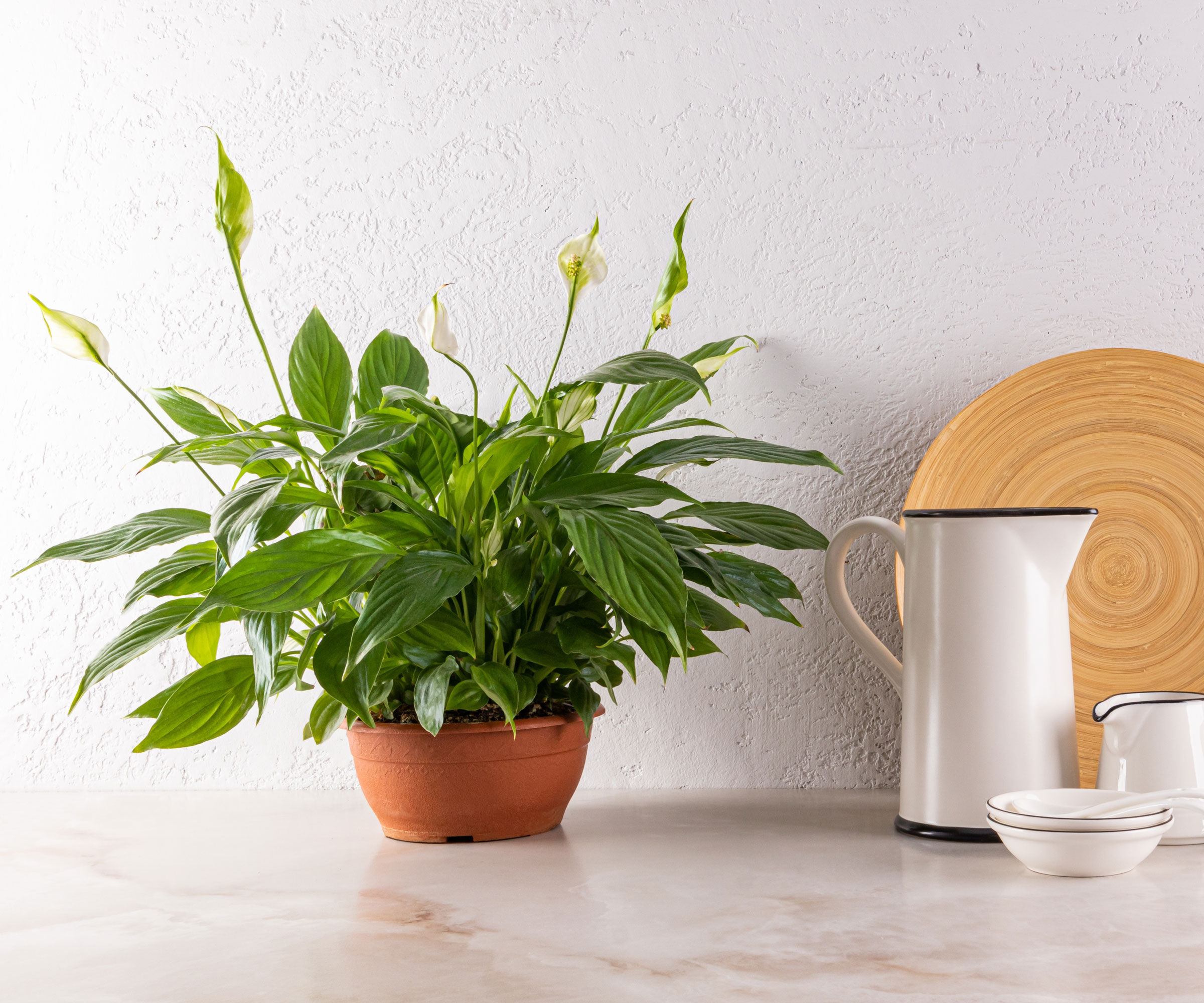healthy peace lily with white flowers on white kitchen counter with vase and jug and bowls