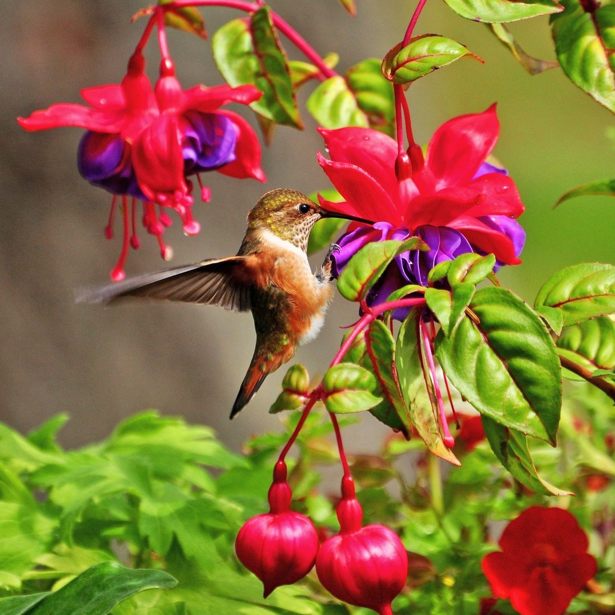 plant-combination-ideas-to-attract-hummingbirds-gardening-know-how