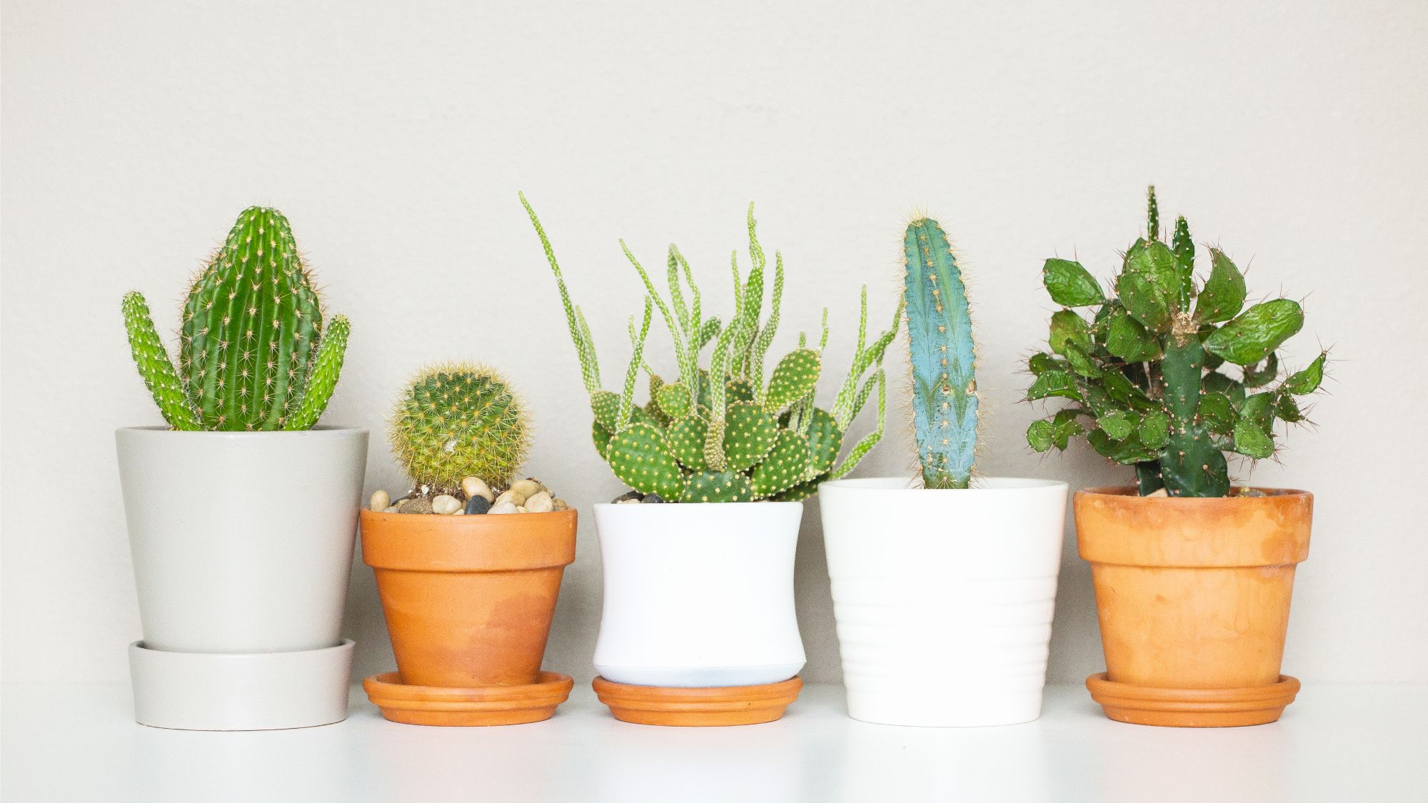 These 7 Incredible Indoor Cacti Look Like Living Sculptures | Gardening  Know How
