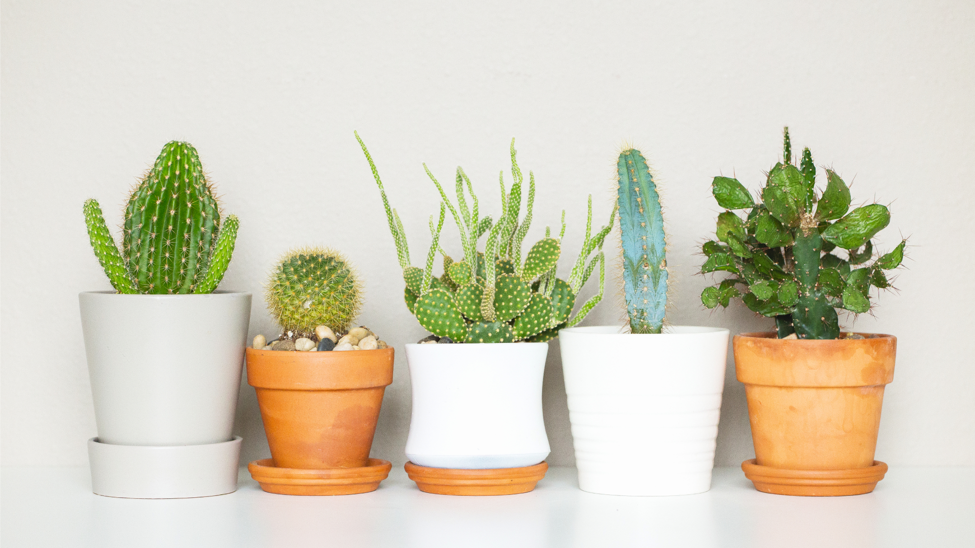different potted cacti 