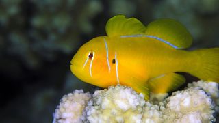 Lemon Coralgoby