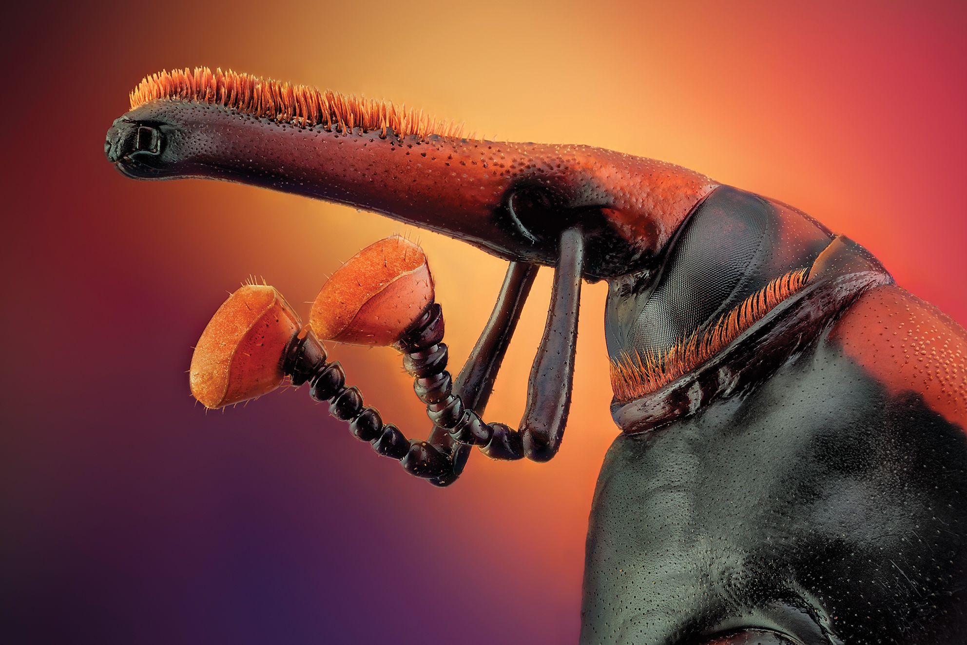 Close-up of an insect&#039;s intricate head, showcasing large, orange compound eyes and elongated antennae against a vibrant, gradient background