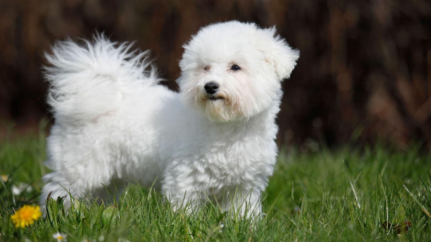 a bichon frise: one of the dog breeds that doesn't shed