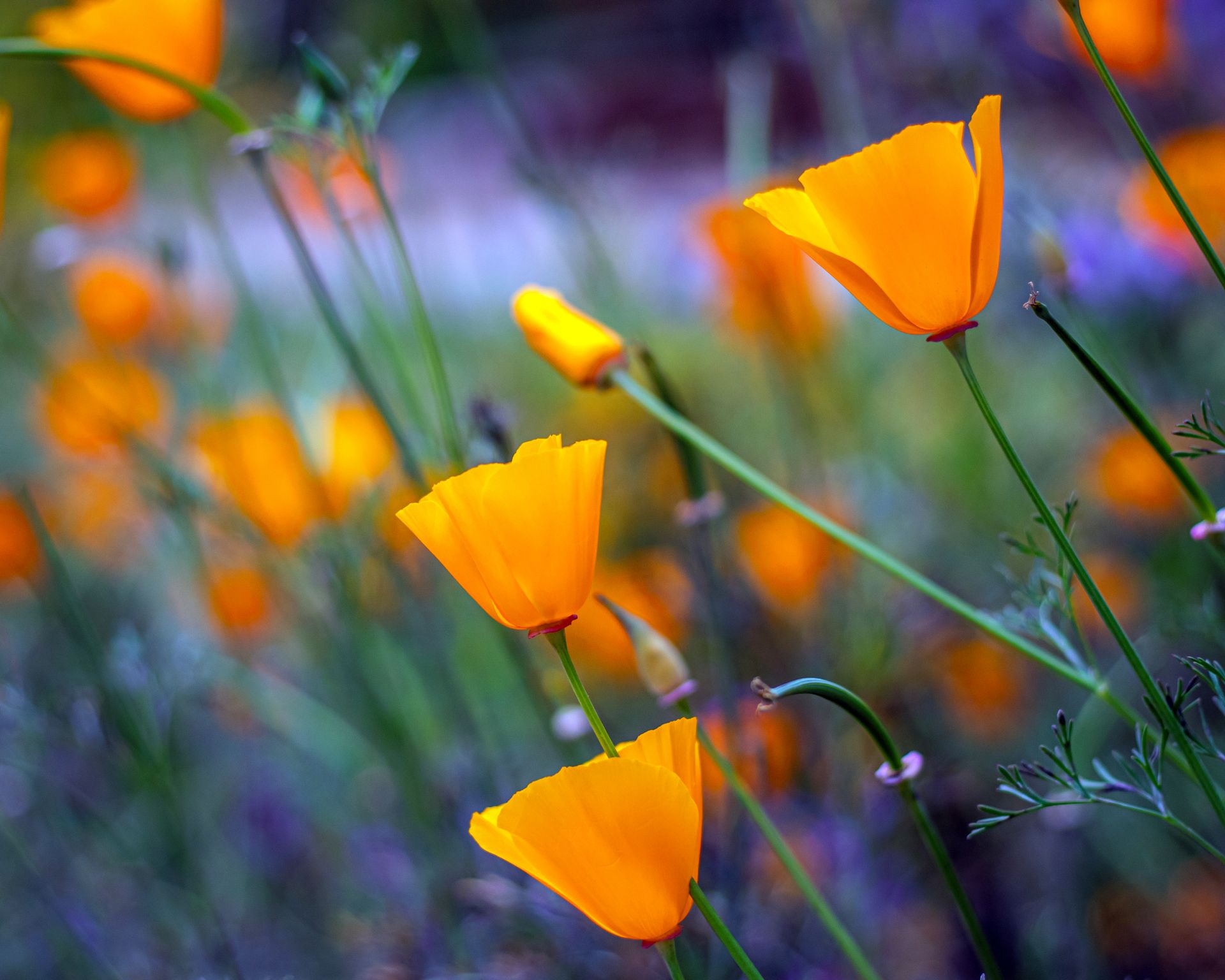 Eschscholzia californica, California poppy, golden poppy, Mexican poppy, California sunlight, or cup of gold growing in springtime, wildflowers in California.