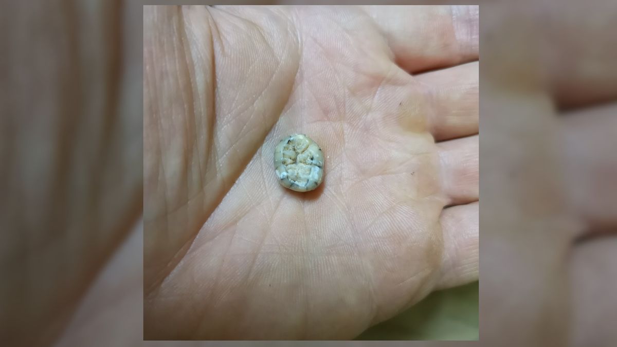 An ancient tooth (specifically a molar) being displayed in the center of a person&#039;s palm.